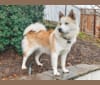 Cambria, a Siberian Husky and American Eskimo Dog mix tested with EmbarkVet.com