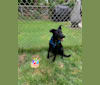 Bagel, a Border Collie and German Shepherd Dog mix tested with EmbarkVet.com