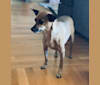 Moto, a Chihuahua and Dachshund mix tested with EmbarkVet.com