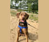 Charlie, a Mountain Cur and American Pit Bull Terrier mix tested with EmbarkVet.com