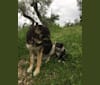 Photo of Duke, a German Shepherd Dog, Spanish Galgo, and Mixed mix in Poggio Nativo, Lazio, Italia