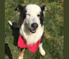 Marvin, an Australian Shepherd and Australian Cattle Dog mix tested with EmbarkVet.com
