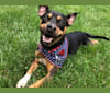 Photo of Cannon, a Chihuahua, American Pit Bull Terrier, and Mixed mix in Uniondale, New York, USA