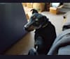 Reggie, a Staffordshire Terrier and American Eskimo Dog mix tested with EmbarkVet.com