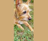Photo of Josie, a Yorkshire Terrier and Russell-type Terrier mix in Mt Vernon, IL, USA