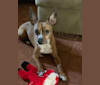 Axle, a Boston Terrier and Chihuahua mix tested with EmbarkVet.com