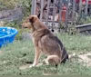 Bo, an Australian Cattle Dog and Border Collie mix tested with EmbarkVet.com