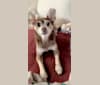 Prince Charming Palmer, a Chihuahua and Miniature Pinscher mix tested with EmbarkVet.com