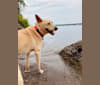 Moonsae, a Japanese or Korean Village Dog tested with EmbarkVet.com