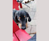 Copper, a Black and Tan Coonhound and Bluetick Coonhound mix tested with EmbarkVet.com