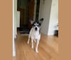 Photo of June, a Chihuahua, Rat Terrier, Labrador Retriever, and Pomeranian mix in Indiana, USA
