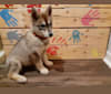 Leila, a Siberian Husky tested with EmbarkVet.com