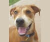 Photo of Cooper, an American Pit Bull Terrier, Boxer, Golden Retriever, and Rottweiler mix in Owasso, OK, USA