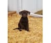 Dexter, a Labrador Retriever and American Pit Bull Terrier mix tested with EmbarkVet.com