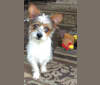 Jimmy Choo, a Chihuahua and Shih Tzu mix tested with EmbarkVet.com
