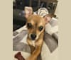 Photo of Stellar McLovin, a Chihuahua  in Waterford Township, MI, USA
