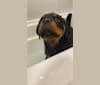 Photo of Lochavens Oakley, a Rottweiler  in Hooper, UT, USA