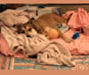 Tuesday, a Labrador Retriever and American Pit Bull Terrier mix tested with EmbarkVet.com