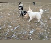 Tubby, a German Shepherd Dog and Labrador Retriever mix tested with EmbarkVet.com