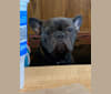 Ellie, a French Bulldog tested with EmbarkVet.com