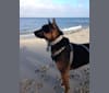 BanditNorton, a German Shepherd Dog and Labrador Retriever mix tested with EmbarkVet.com