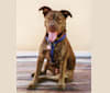 Otter, a Bulldog and Staffordshire Terrier mix tested with EmbarkVet.com