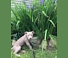 Photo of Mira, an American Pit Bull Terrier, American Bulldog, and American Staffordshire Terrier mix in Elkton, Michigan, USA