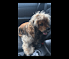 Zoey, a Cocker Spaniel tested with EmbarkVet.com