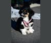 Bella, a Beagle and Chihuahua mix tested with EmbarkVet.com