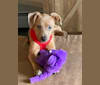 Mikey, a Dachshund and Chihuahua mix tested with EmbarkVet.com