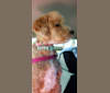 Bella Lilly May, a Poodle (Small) and Poodle (Standard) mix tested with EmbarkVet.com