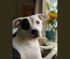 Dakota, an American Pit Bull Terrier and Cocker Spaniel mix tested with EmbarkVet.com