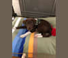 Folgers, a Labrador Retriever and Border Collie mix tested with EmbarkVet.com