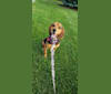 Snickers, a Beagle tested with EmbarkVet.com