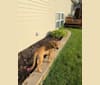 Photo of Enzo, a German Shepherd Dog, Doberman Pinscher, Boxer, Siberian Husky, Labrador Retriever, and Rottweiler mix in Springtown, Texas, USA