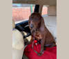 Hennessy, a Redbone Coonhound tested with EmbarkVet.com