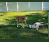 Rosa, an American Foxhound and Labrador Retriever mix tested with EmbarkVet.com