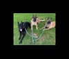 SSG Cash, a German Shepherd Dog tested with EmbarkVet.com