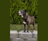 Arya, a Doberman Pinscher and Staffordshire Terrier mix tested with EmbarkVet.com