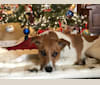 Bambi, a Boxer and German Shepherd Dog mix tested with EmbarkVet.com