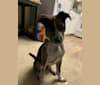 Photo of Miles, an Australian Cattle Dog, Boston Terrier, Chihuahua, and Mixed mix in Fremont, California, USA