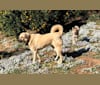 Elsy, a Middle Eastern Village Dog tested with EmbarkVet.com
