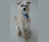 Calvin, an Italian Greyhound and Poodle (Small) mix tested with EmbarkVet.com