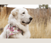 Remmy, a Maremma Sheepdog tested with EmbarkVet.com