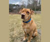 Tripp, an American Pit Bull Terrier and American Foxhound mix tested with EmbarkVet.com