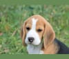 Photo of ILY, a Beagle  in Thunder Bay, ON, Canada