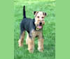Geddy, a Welsh Terrier tested with EmbarkVet.com