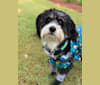 Drake, a Bernese Mountain Dog and Poodle (Small) mix tested with EmbarkVet.com