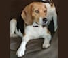 Photo of Cody, a Beagle  in Enumclaw, Washington, USA