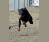 CASTLE, a Doberman Pinscher tested with EmbarkVet.com